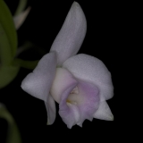 Laelia alaorii