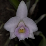 Laelia alaorii