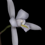 Laelia albida