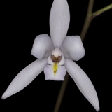 Laelia albida