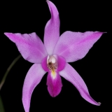 Laelia anceps subsp. anceps