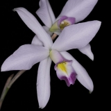 Laelia anceps subsp. anceps semialba, veitchiana