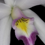 Laelia anceps subsp. anceps semialba, veitchiana