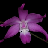 Laelia autumnalis