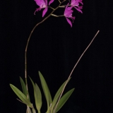 Laelia gouldiana