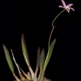 Laelia kleberi