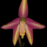 Laelia kleberi