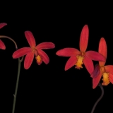 Laelia milleri - 2 typy