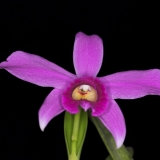 Laelia pumila I