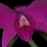 Laelia x pumila