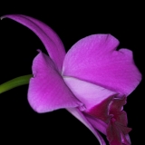 Laelia pumila II