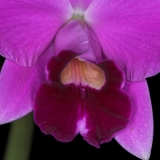 Laelia pumila II