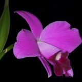 Laelia pumila II