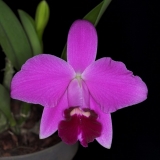 Laelia pumila II