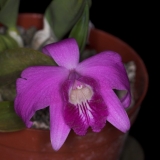 Laelia sincorana