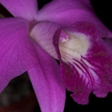 Laelia sincorana