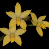 laelia-sp
