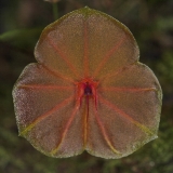 Lepanthes telipogoniflora