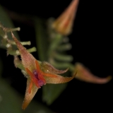 Lepanthes sp.Panamá