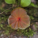 Lepanthes telipogoniflora