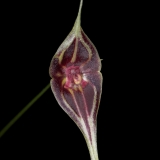 Lepanthes inca