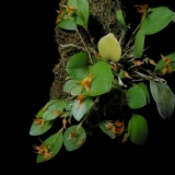 Lepanthes sp. Panamá