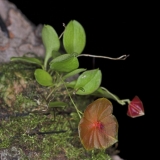 Lepanthes telipogoniflora