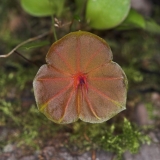 Lepanthes telipogoniflora