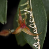 Lepanthes sp. Panamá