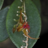 Lepanthes sp. Panamá