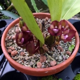 Bifrenaria atropurpurea