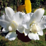 Cattleya walkeriana Pendentive