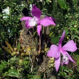 Laelia speciosa skupina