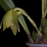 img_6057lyc-barringtoniae_om-01