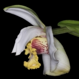 max-fletcheriana_carmen-01