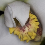 max-fletcheriana_carmen-02