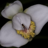 max-fletcheriana_carmen-04