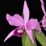 Cattleya skinneri