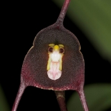 Dracula benedictii