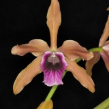 Laelia tenebrosa