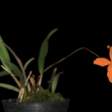 Neocogniauxia monophylla