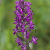 Dactylorhiza majalis