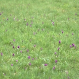 Lokalita druhu Dactylorhiza majalis