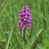 Dactylorhiza majalis