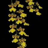 oncidium-marshallianum-2