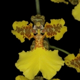 oncidium-marshallianum