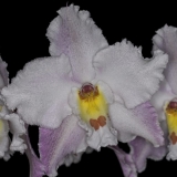 odm-crispum_kalous-02