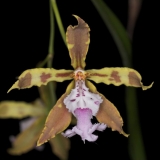 odm-wallisii_om-02