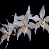 Odontoglossum crispum