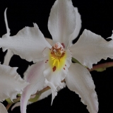 Odontoglossum crispum